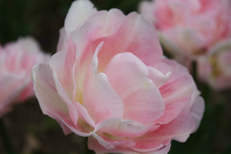 №89, Валерия Валерьевна, Днепр (Днепропетровск) №89, Валерия Валерьевна, Днепр (Днепропетровск)