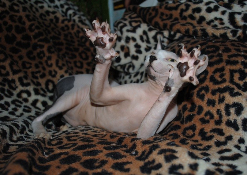 Ириша Галактионова | Балашиха