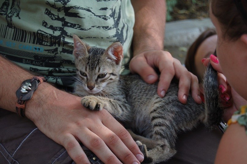 Артур Сафаров | Киев