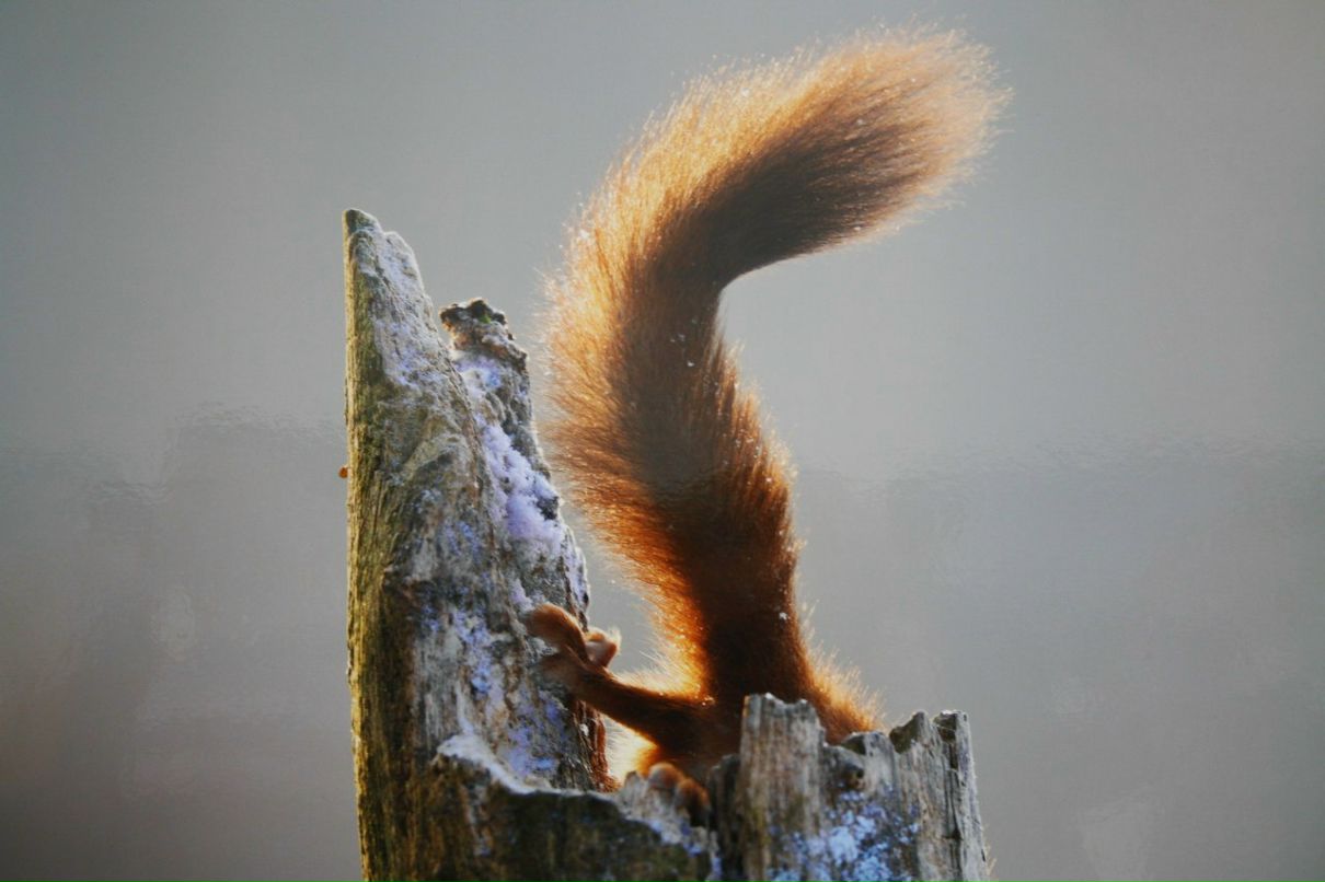 Ольга Лапшенкова | Москва