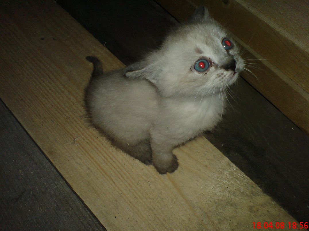 Галина Деляновская | Санкт-Петербург