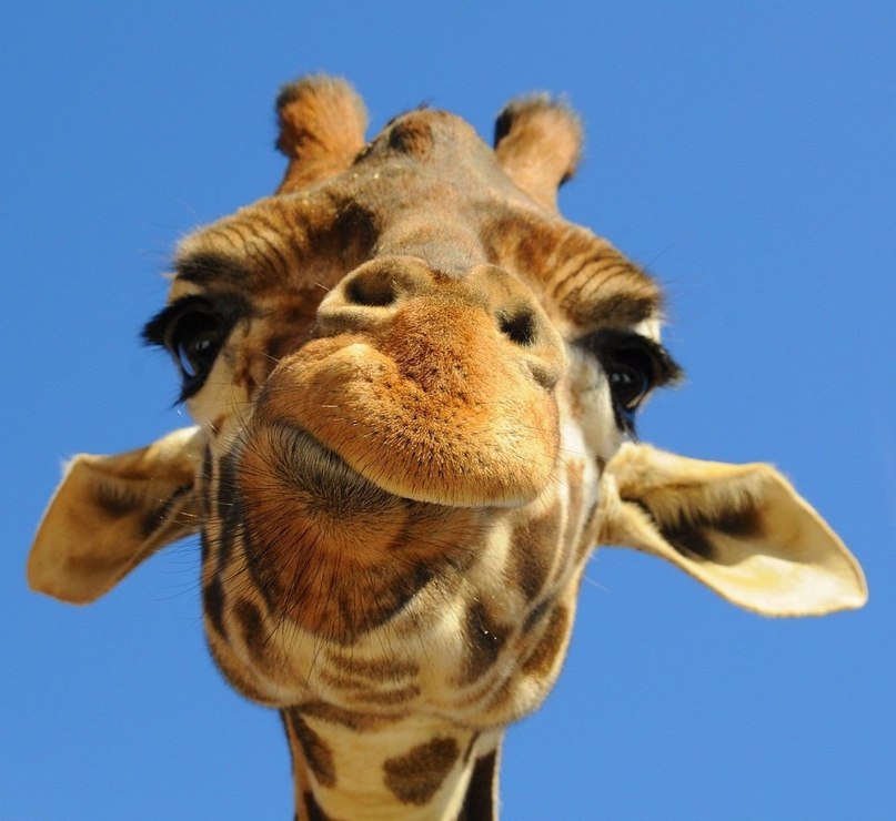 Александр Мамонов (  ALEX  ) | 