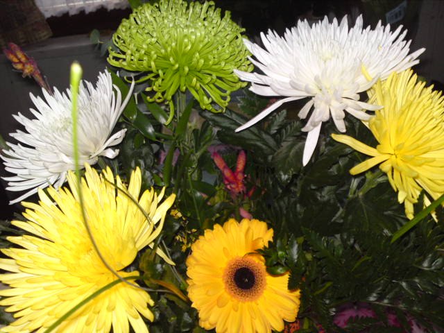 Алина Коган | Днепр (Днепропетровск)