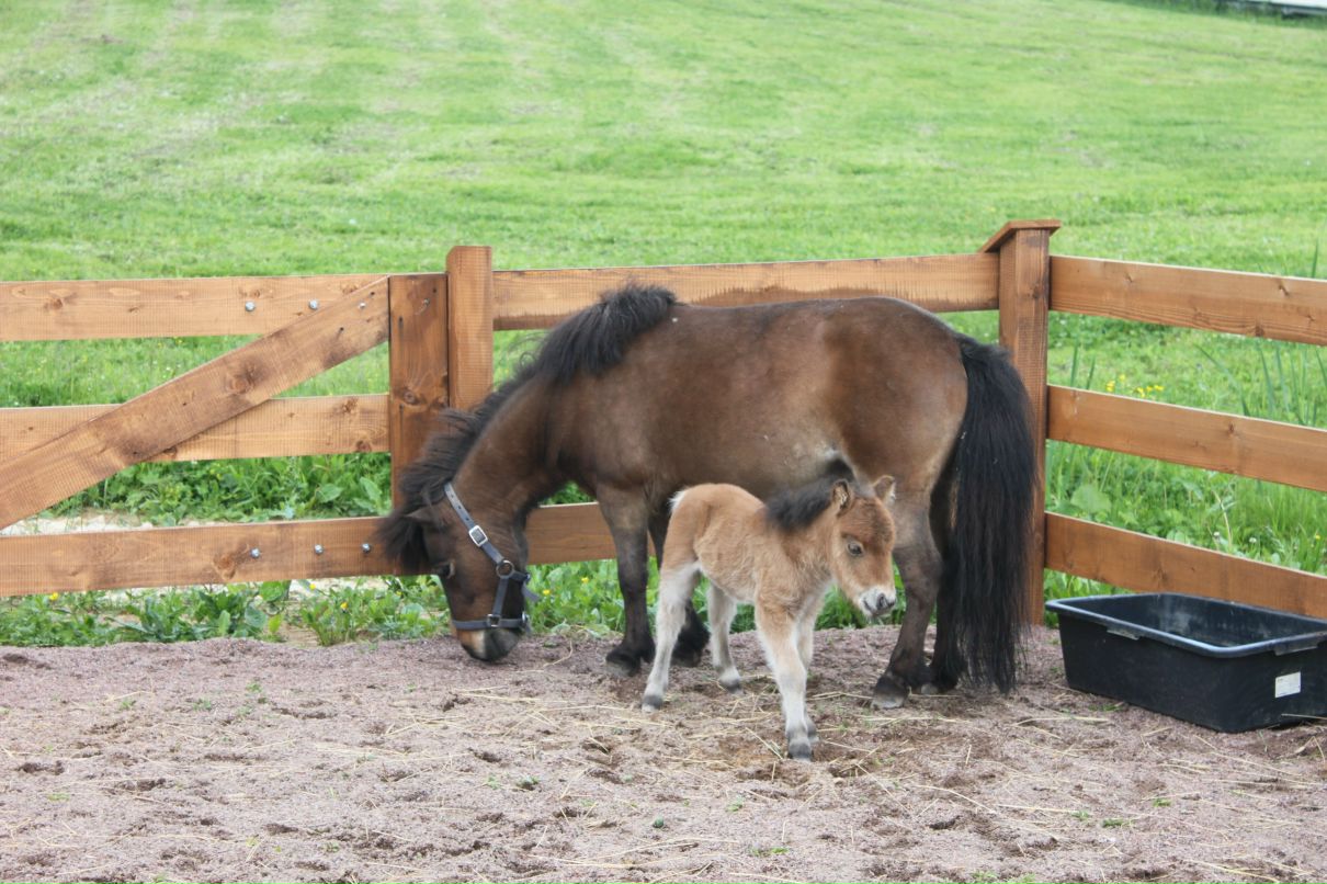 Галина Ильина | Гатчина