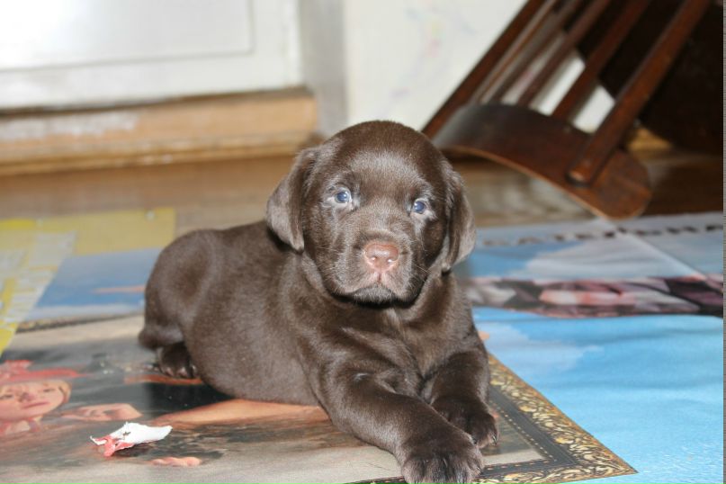 Евгений Забродин | Воронеж