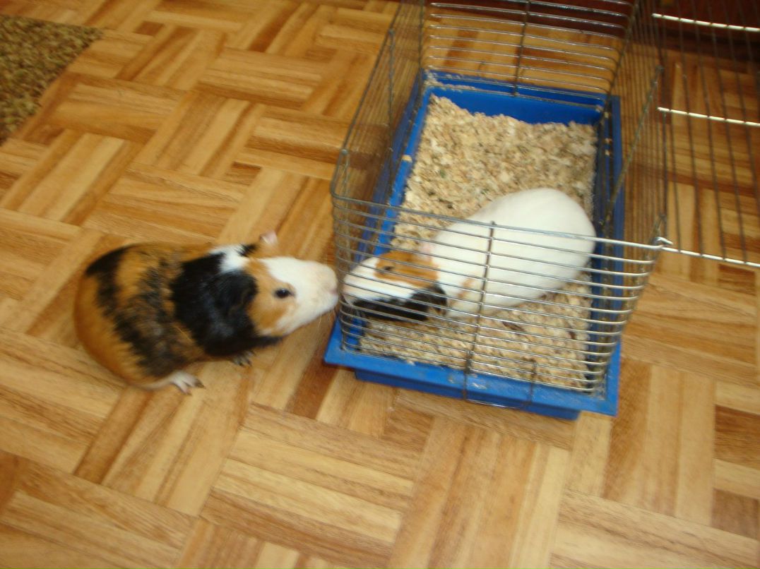 Андрей Письменюк | Полтава