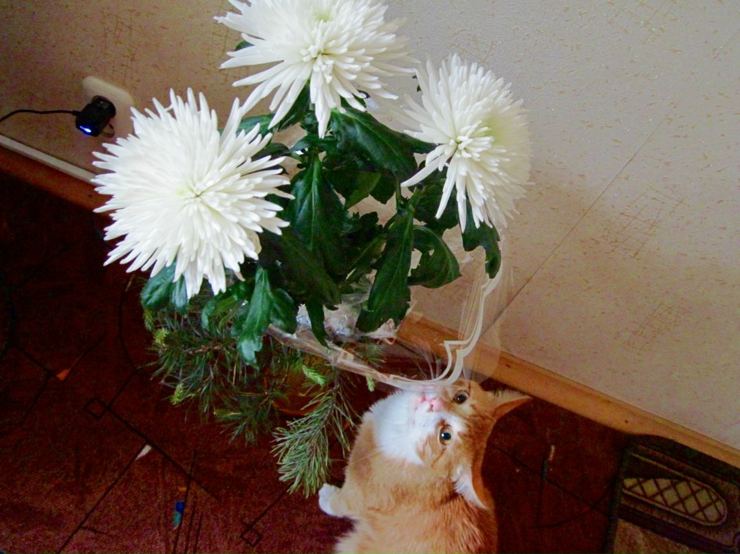 Наталья Дюльгер | Котлас