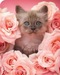 Сарвабек Косимов фотография #18