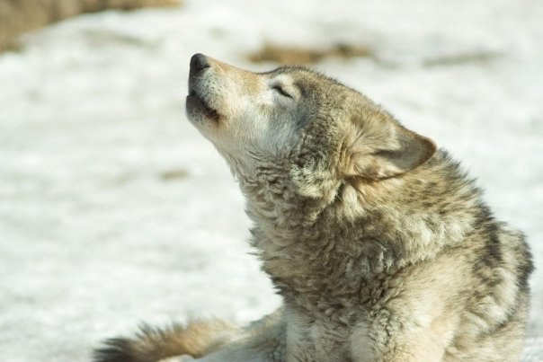 Константин Волков | Рыбинск