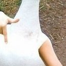 №114, Анжела Жужа, Евпатория №114, Анжела Жужа, Евпатория