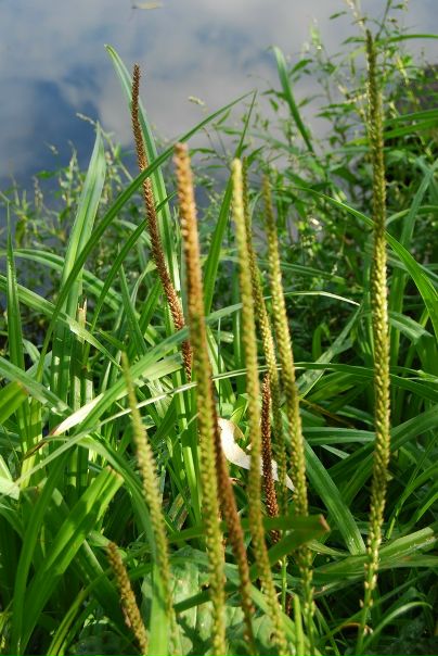 №68, Наташа Шемет №68, Наташа Шемет