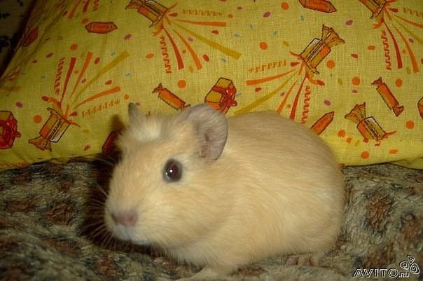 Светлана Семёнова | Санкт-Петербург