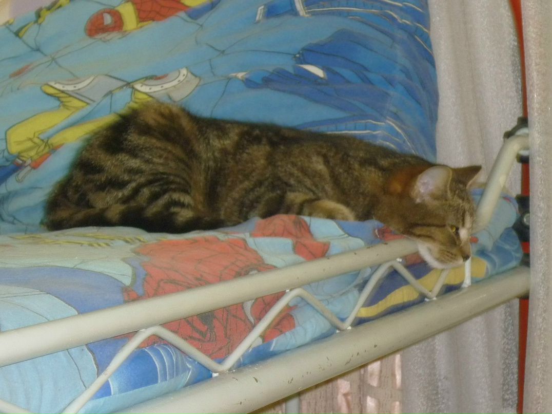 Константин Помазанов | Шебекино