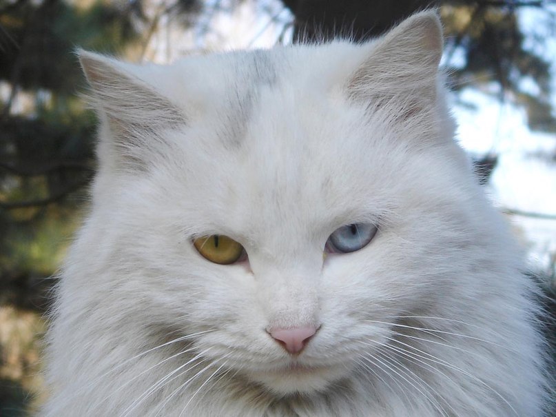 Георгий Гроссу | Москва