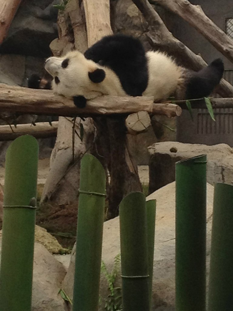 Надя Чешкова | Milano