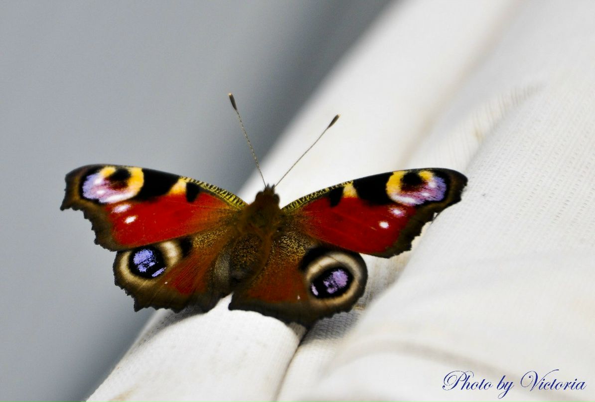 Виктория Пуль | Харьков
