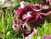 Галина Мальцева Lakrista | Гомель