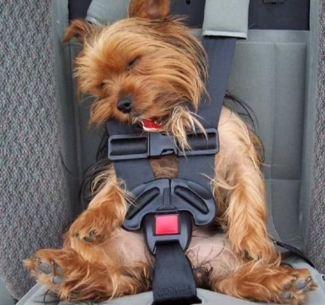 Илья Новиков | Пермь