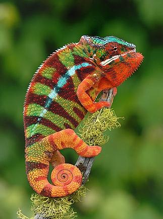 Станислав Хорошунов | Херсон