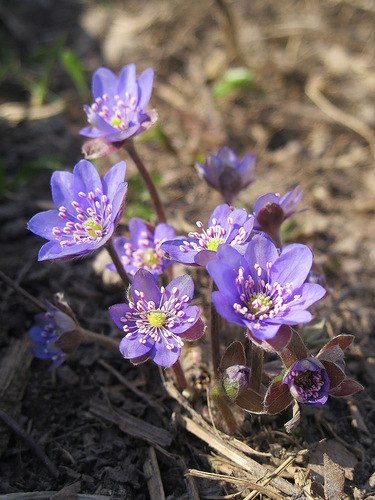 Жанна Екимова | Миоры