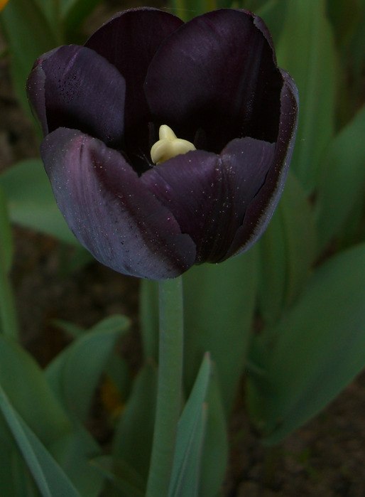 Лейла Рыскалиева | Алматы