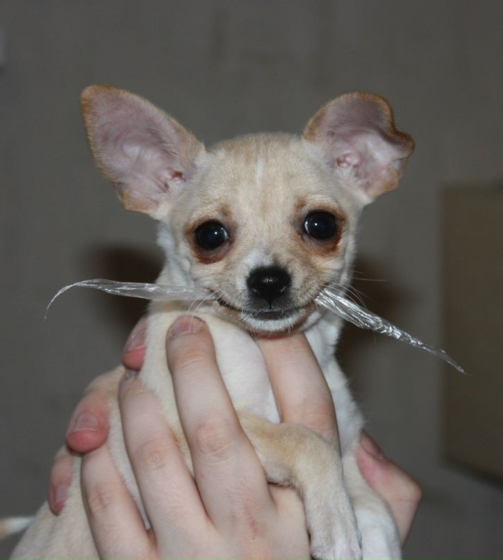 Диана Вихрова | Москва