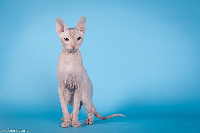 Анна Высоцкая | Томск