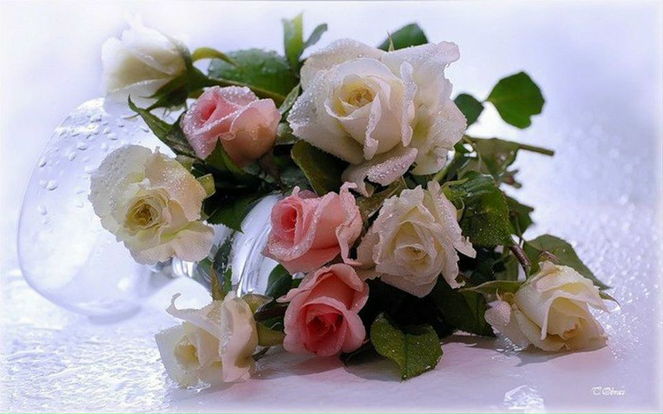 №43, Елена Белоброва, Златоуст №43, Елена Белоброва, Златоуст