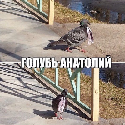 картинка голубь анатолий полюбившаяся многим