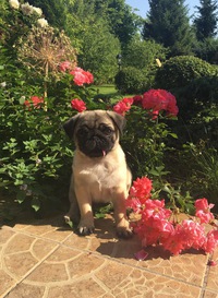 Светлана Яковлева