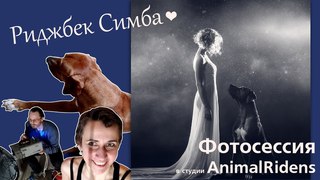 VLOG. Родезийский риджбек Симба. Фотосессия в студии Animal Ridens.