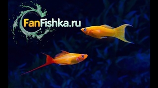 Меченосцы содержание в аквариуме и размножение видео-обзор