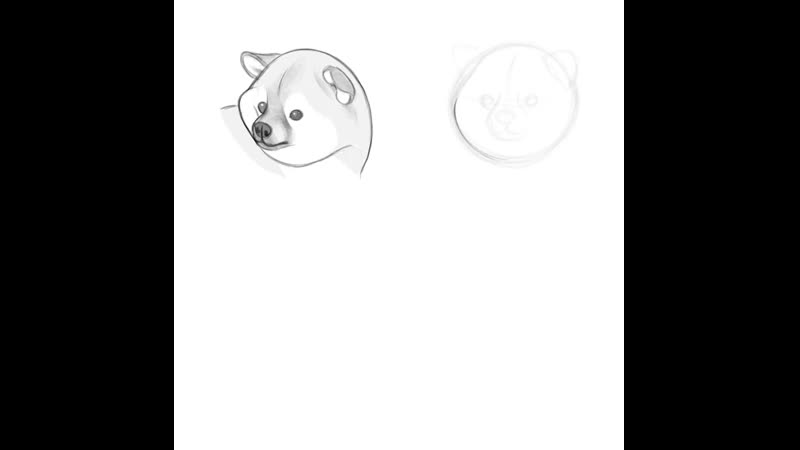SPEED PAINT Shiba puppy