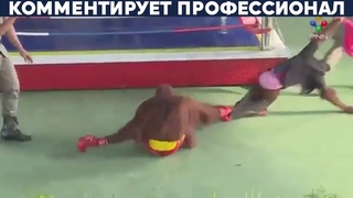 Бои обезьян в Таиланде (юмор)
