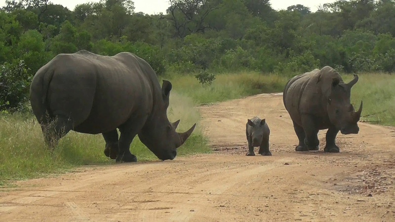 SOUTH AFRICA rhino baby is challenging its father, Kruger national