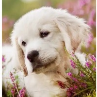 Ольга Шабельникова | 