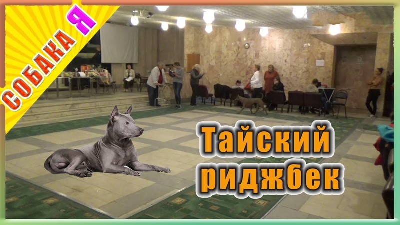 Тайский риджбек, Thai Ridgeback Собака