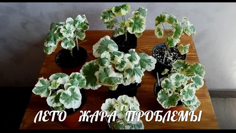 Лето. Жара. Проблемы пестролистных