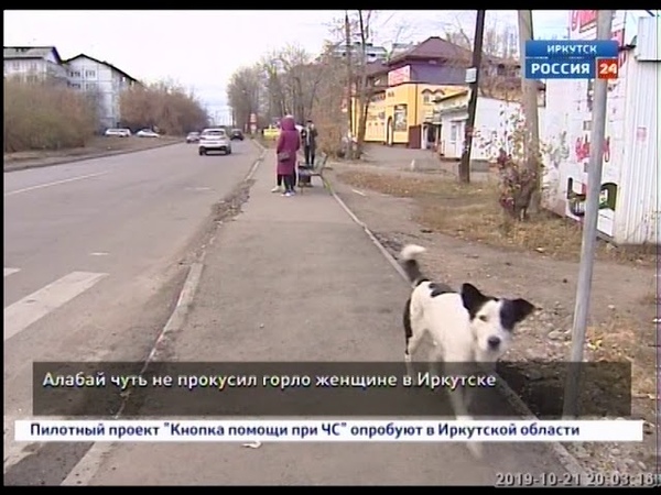 Алабай чуть не прокусил горло женщине в