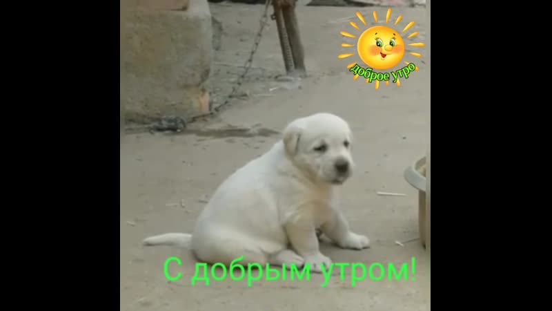 VID-20200205-WA0020.mp4