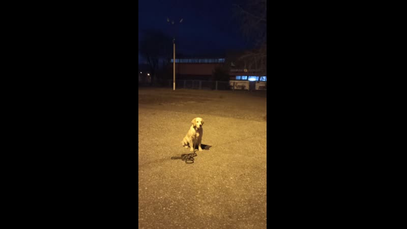 Степа. ноябрь