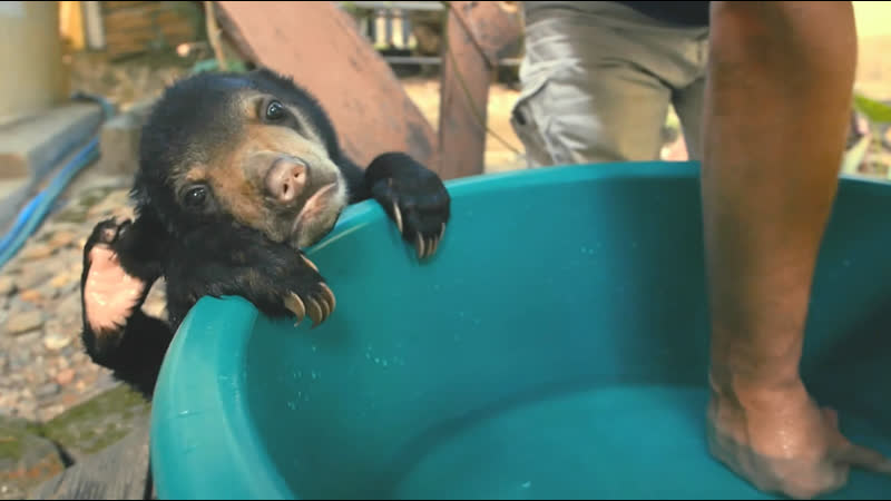 Bears About the House : Season 1 Episode 1 ( BBC Two 2020 UK)( ENG, SUB