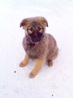 №130, Дмитрий Зинишин, Красноярск №130, Дмитрий Зинишин, Красноярск