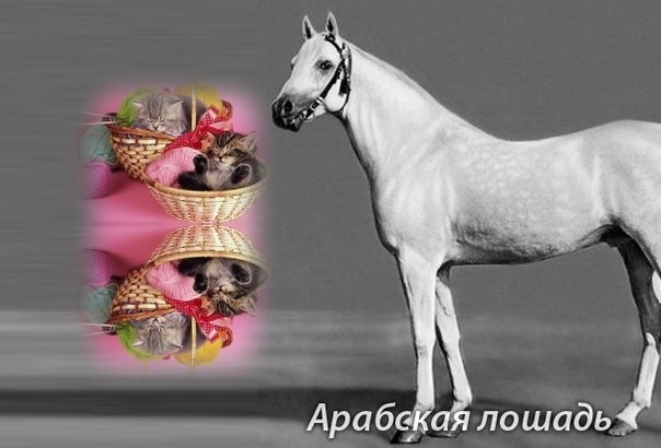 №11, Ксюня Михайлова №11, Ксюня Михайлова