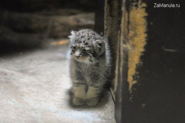 Максим Лазука | Светлодарск