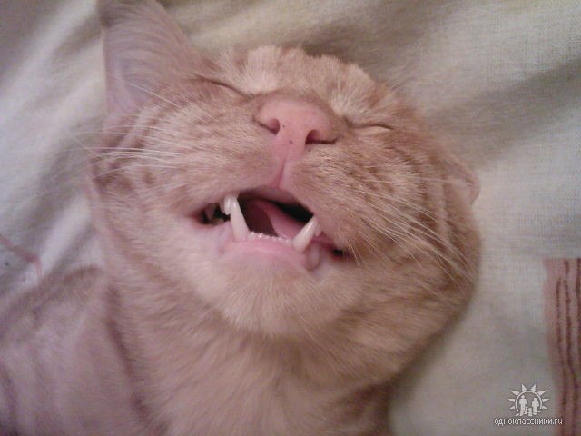 Василиса Редькина | Мирный