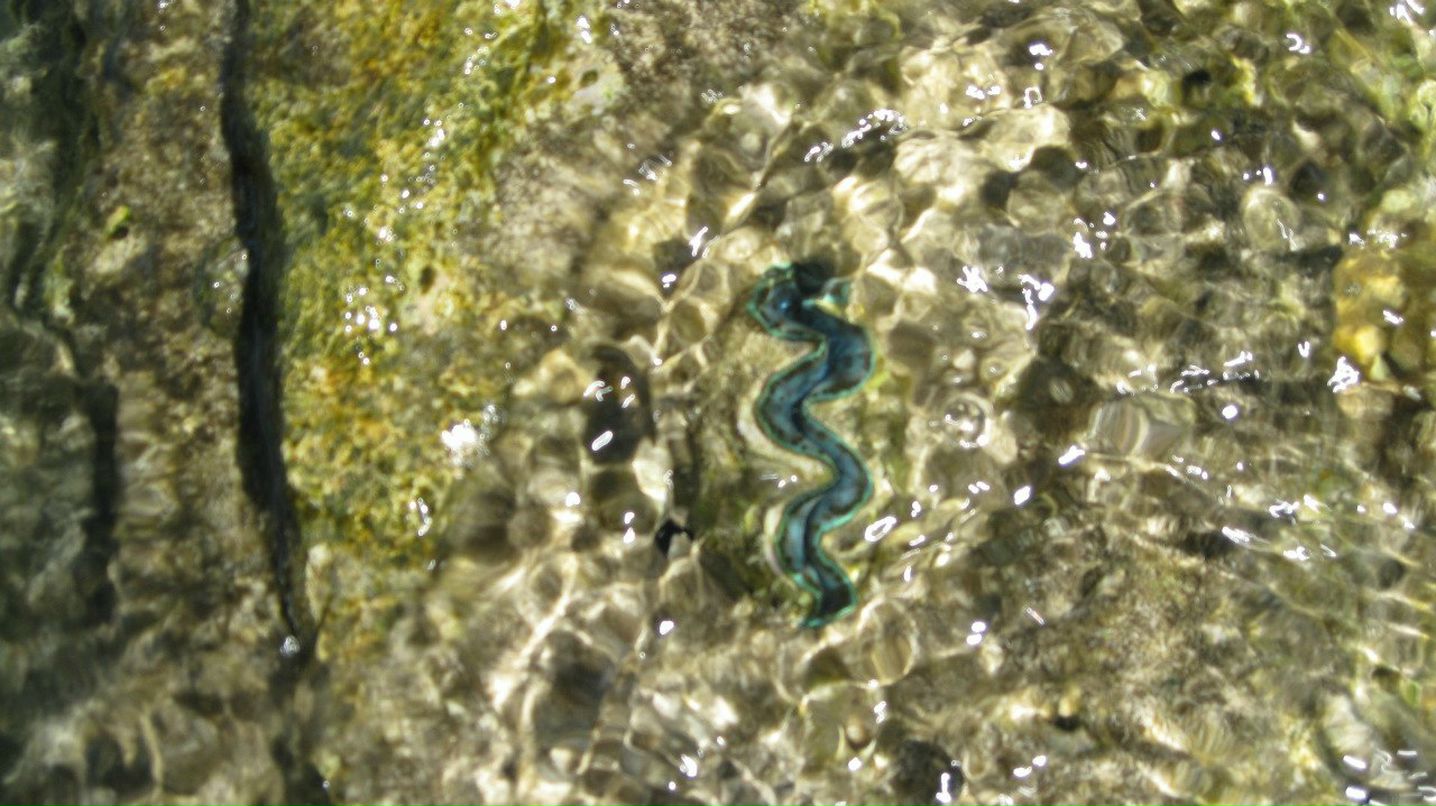 Алёна Рааг | Самара