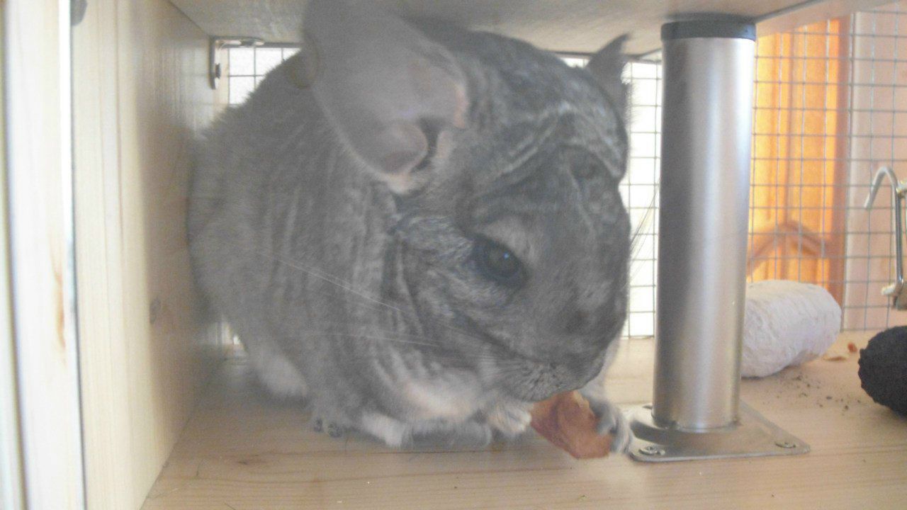 Светлана Краморева | Гомель