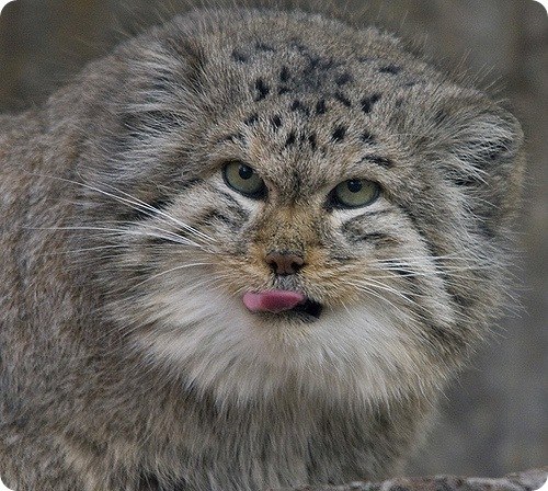 Аня Яковлева whatever happens | 