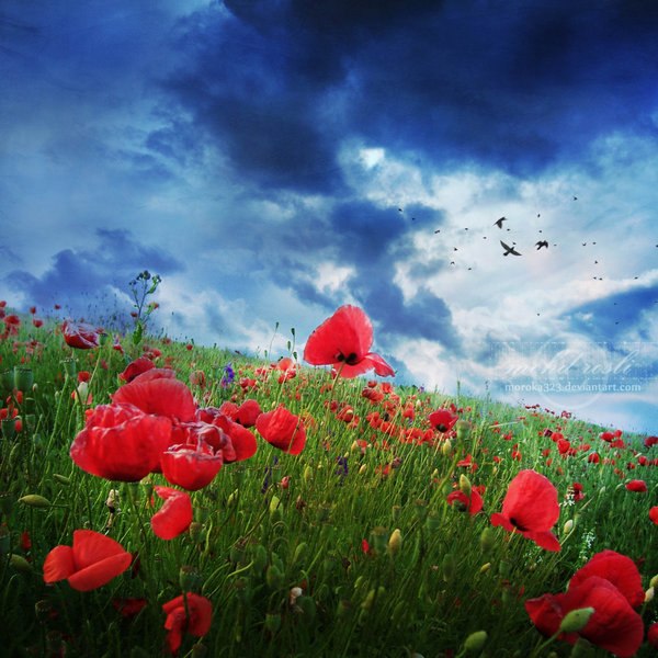 Алёна Пашалы | Одесса